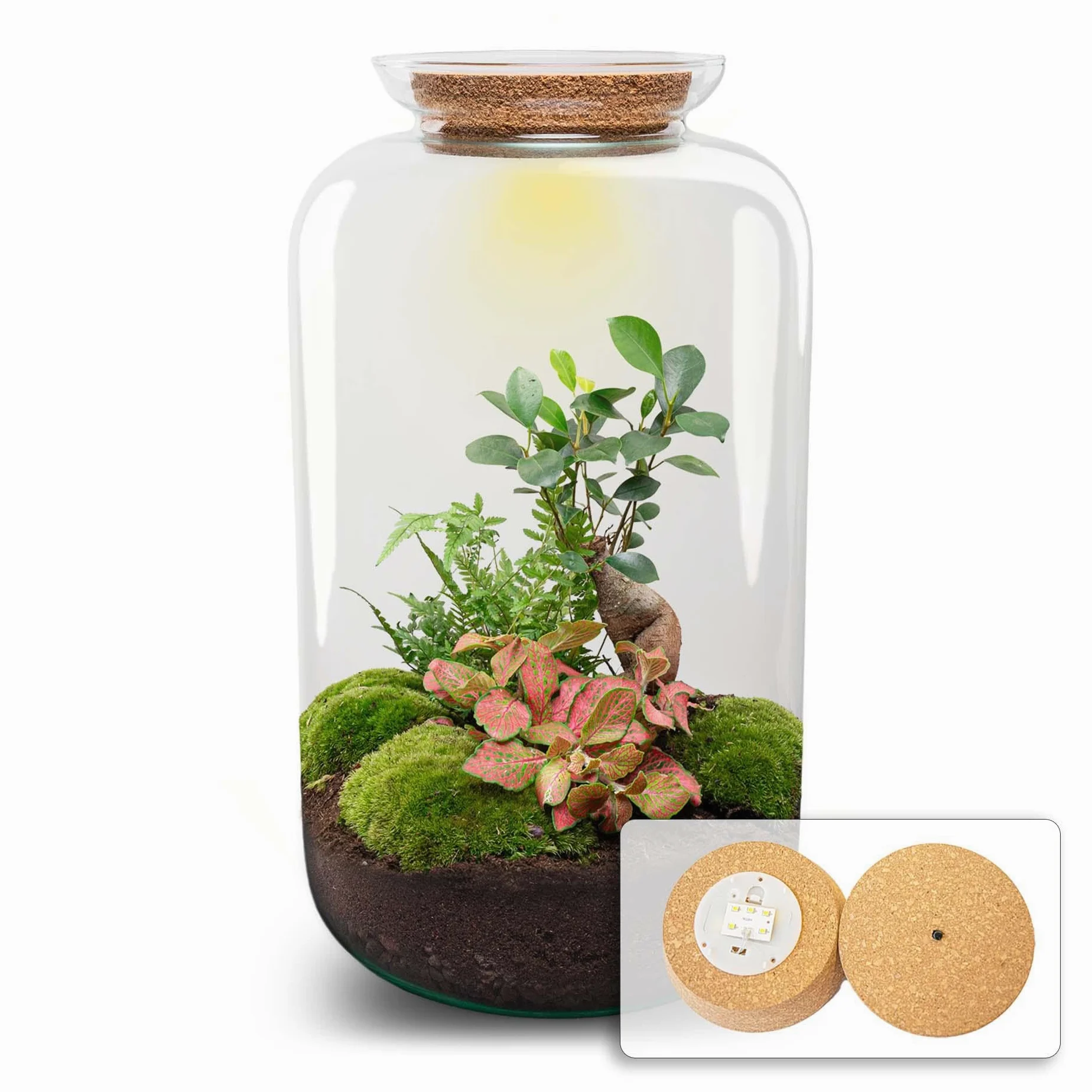 Kit Terrarium DIY en Verre, Déco, Vert, Ø 23 x H 43 cm avec Lampe
