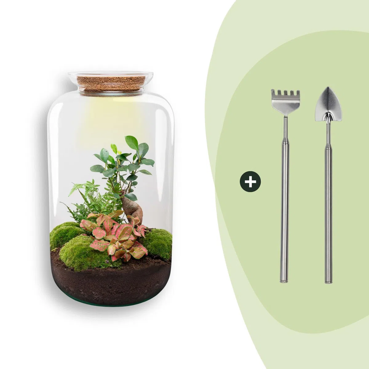 Kit Terrarium DIY en Verre, Déco, Vert, Ø 23 x H 43 cm avec Lampe