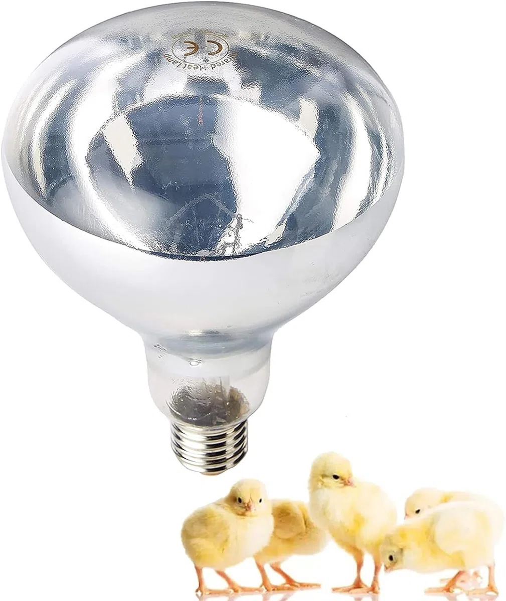 Lampe chauffante infrarouge for animaux de compagnie, ampoule chauffante en verre dur antidéflagrant, lampe chauffante infrarouge for couveuse de poulet, couveuse de poulet, porcelets, chauffage de sa