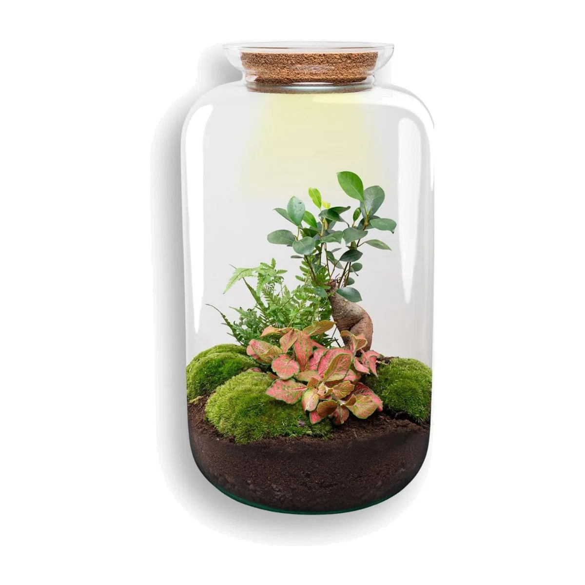 Kit Terrarium DIY en Verre, Déco, Vert, Ø 23 x H 43 cm avec Lampe